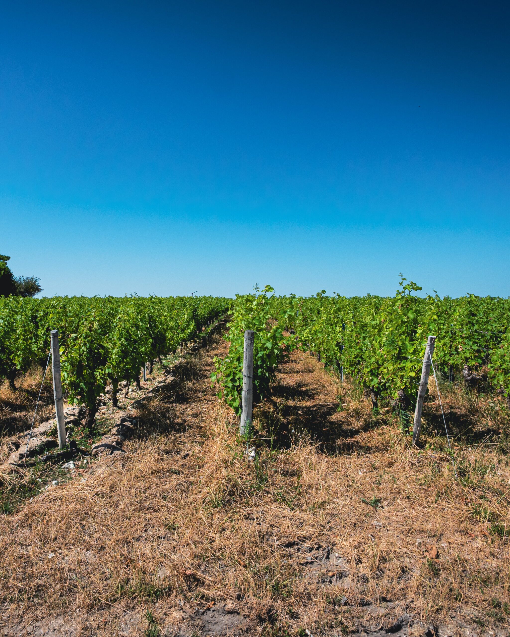 Vignoble braconniers